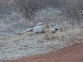 IMG_6416.jpeg IMG_6416.jpeg