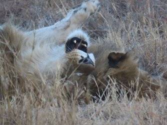 IMG_6418.jpeg IMG_6418.jpeg