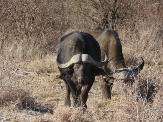 IMG_6457.jpeg IMG_6457.jpeg