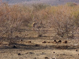 IMG_6469.jpeg IMG_6469.jpeg