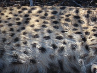 IMG_6525.jpeg IMG_6525.jpeg