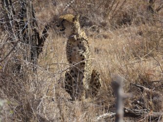 IMG_6532.jpeg IMG_6532.jpeg