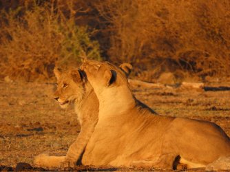 IMG_6374.jpeg IMG_6374.jpeg