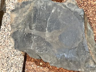 IMG_3970.jpeg IMG_3970.jpeg