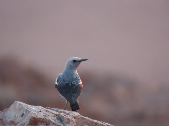 IMG_6725.jpeg IMG_6725.jpeg