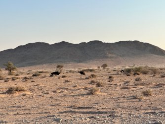 IMG_4335.jpeg IMG_4335.jpeg