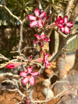 IMG_4207.jpeg IMG_4207.jpeg