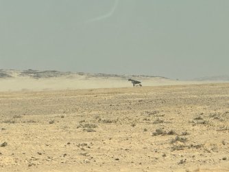 IMG_4406.jpeg IMG_4406.jpeg