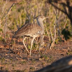 DSC08936.JPG DSC08936.JPG