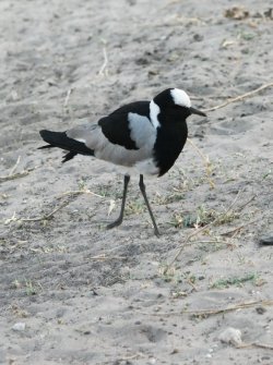 08051432.JPG 08051432.JPG