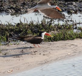 DSC09063.JPG DSC09063.JPG