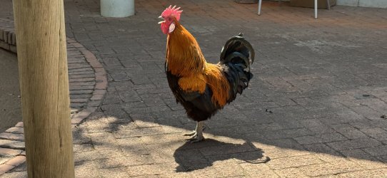 IMG_E2052.JPG IMG_E2052.JPG