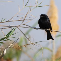 08071597.JPG 08071597.JPG