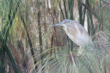 08071598.JPG 08071598.JPG