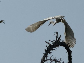 IMG_2132.JPG IMG_2132.JPG