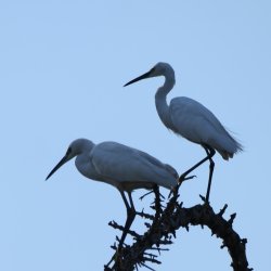 08071615.JPG 08071615.JPG