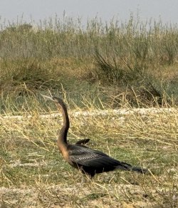 IMG_2155.JPG IMG_2155.JPG