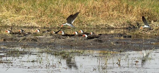 IMG_2165.JPG IMG_2165.JPG