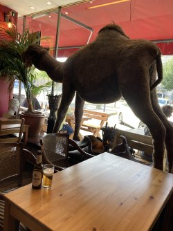 IMG_1546.jpeg IMG_1546.jpeg