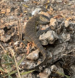 IMG_2309.JPG IMG_2309.JPG