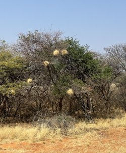 IMG_2439.JPG IMG_2439.JPG