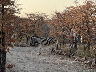 IMG_2489.JPG IMG_2489.JPG