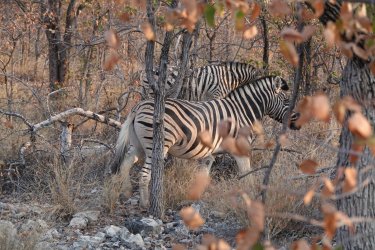 DSC09162.JPG DSC09162.JPG