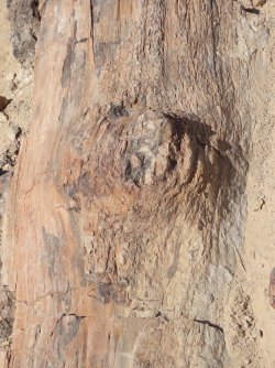 IMG_7053.jpeg IMG_7053.jpeg