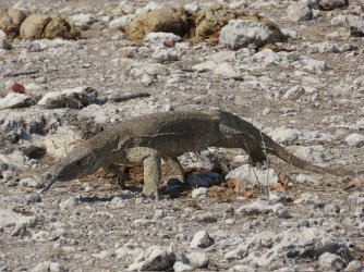 IMG_7143.jpeg IMG_7143.jpeg