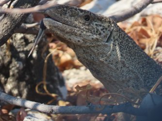 IMG_7157.jpeg IMG_7157.jpeg