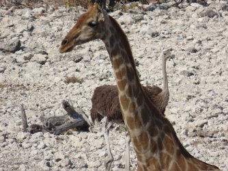 IMG_7187.jpeg IMG_7187.jpeg