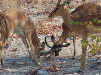 IMG_7217.jpeg IMG_7217.jpeg