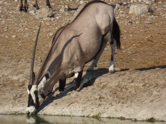 IMG_7213.jpeg IMG_7213.jpeg