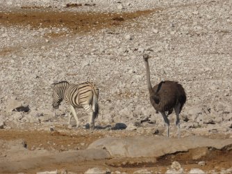 IMG_7209.jpeg IMG_7209.jpeg