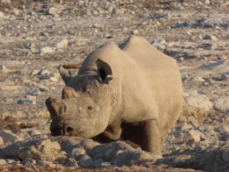 IMG_7223.jpeg IMG_7223.jpeg