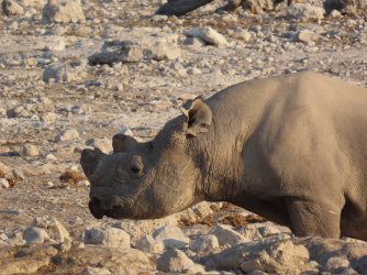 IMG_7227.jpeg IMG_7227.jpeg