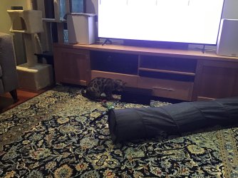 IMG_0579.jpeg IMG_0579.jpeg