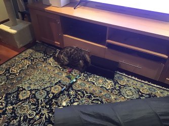 IMG_0581.jpeg IMG_0581.jpeg