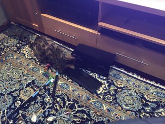 IMG_0582.jpeg IMG_0582.jpeg