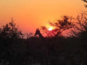 IMG_7229.jpeg IMG_7229.jpeg