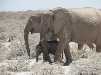 IMG_7370.jpeg IMG_7370.jpeg