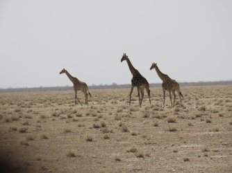 IMG_7356.jpeg IMG_7356.jpeg