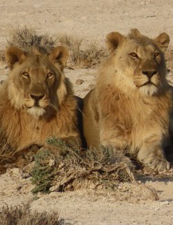 IMG_7248.jpeg IMG_7248.jpeg