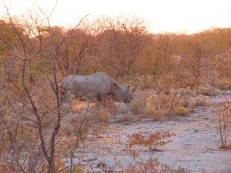 IMG_7234.jpeg IMG_7234.jpeg