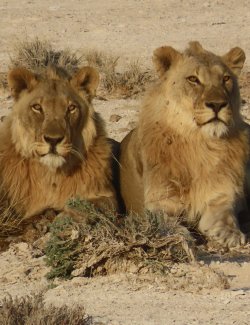 IMG_7248.jpeg IMG_7248.jpeg