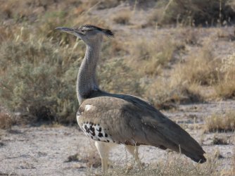 IMG_7303.jpeg IMG_7303.jpeg