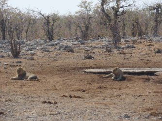 IMG_7315.jpeg IMG_7315.jpeg