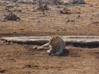 IMG_7318.jpeg IMG_7318.jpeg