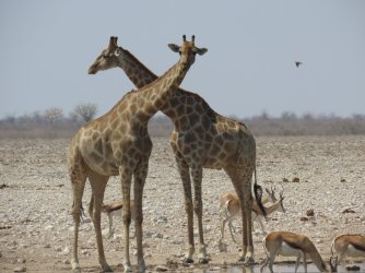 IMG_7338.jpeg IMG_7338.jpeg