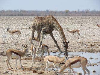 IMG_7332.jpeg IMG_7332.jpeg